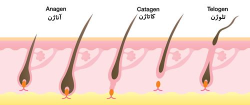لیزر درمانی فقط در مرحله آناژن بر روی مو تاثیر می گذارد